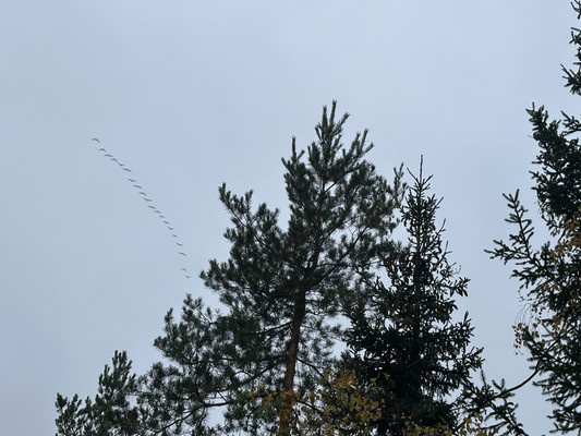 Продам участок 6,1 соток, Фермерское хоз., Бор п, 0 км от города