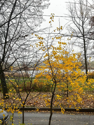 Продам трехкомнатную (3-комн.) квартиру, Седова ул, 63, Санкт-Петербург г