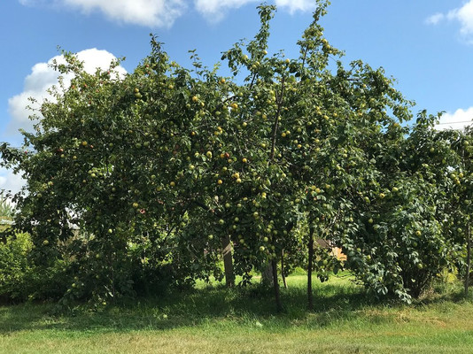 Продам дачу, Новая ул, Сосновка с, 0 км от города