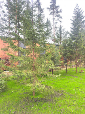 Продам коттедж, 126, Бор д, 0 км от города