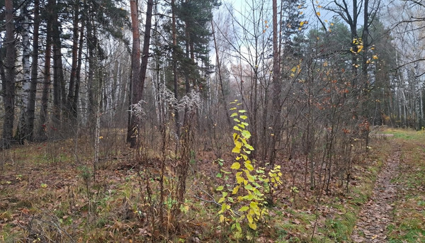 Продам участок 10 соток, Фермерское хоз., Соколова Пустынь д, 0 км от города