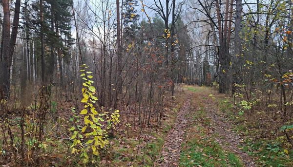 Продам участок 10 соток, Фермерское хоз., Соколова Пустынь д, 0 км от города