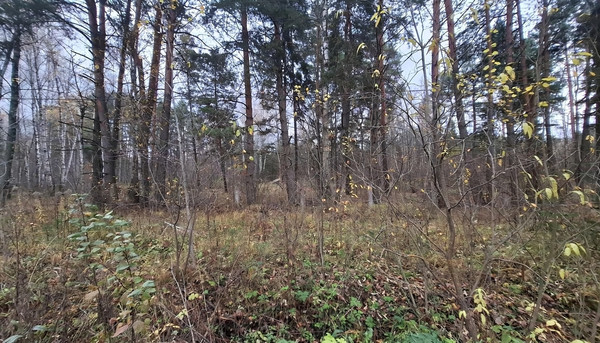 Продам участок 10 соток, Фермерское хоз., Соколова Пустынь д, 0 км от города