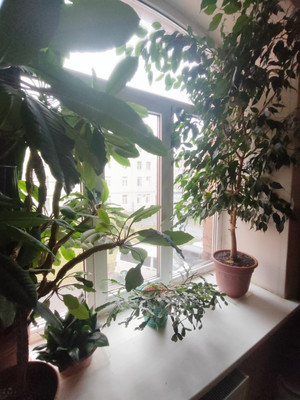 Продам комнату в 9-комн. квартире, Тульская ул, 7А, Санкт-Петербург г