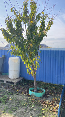 Продам дачу, Веселая ул, Цибанобалка с, 0 км от города