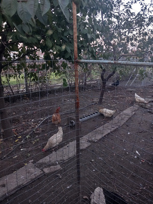 Продам дом, Орджоникидзе ул, 58, Новый Хушет с, 0 км от города