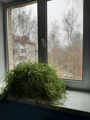 Продам двухкомнатную (2-комн.) квартиру, Брянской Пролетарской Дивизии ул, 17, Брянск г