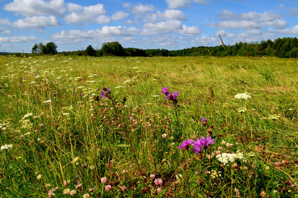 Продам участок 21,6 соток, ИЖС, Ленина ул, Усть-Качка с, 0 км от города