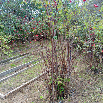 Продам участок 6,18 соток, Фермерское хоз., 13-я линия ул, Пески тер. СНТ, 0 км от города