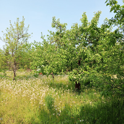 Продам участок 6,18 соток, Фермерское хоз., 13-я линия ул, Пески тер. СНТ, 0 км от города