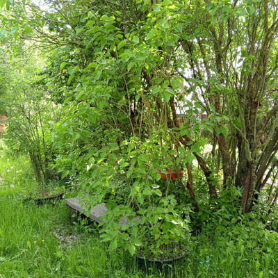 Продам дом, 13-я линия ул, Пески тер. СНТ, 0 км от города