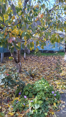 Продам дом, Тупик ул, Кагальницкая ст-ца, 0 км от города