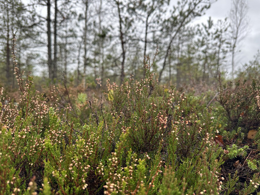 Продам дом, Бор п, 0 км от города