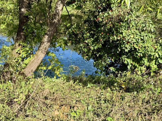 Продам участок 8,5 соток, ИЖС, Троицкая ул, Ширяево д, 0 км от города