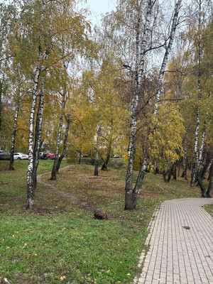 Продам однокомнатную (1-комн.) квартиру, Северный (Купелинка мкр) кв-л, 20, Сапроново д