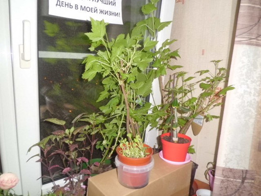 Сдам комнату в 4-комн. квартире, Краснопутиловская ул, 4, Санкт-Петербург г