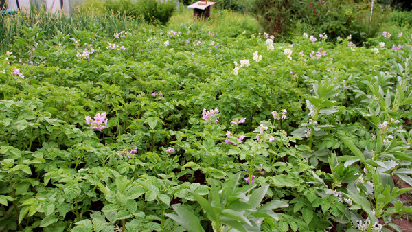 Продам дачу, Почтовая квартал 2 ул, 146, Старый Городок п, 0 км от города