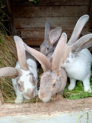 Продам дачу, Нижняя Колония тер. СНТ, 0 км от города