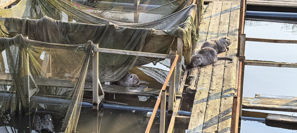 Продам участок 4 соток, ИЖС, Заречный пер, 11, Кирпичное с, 0 км от города