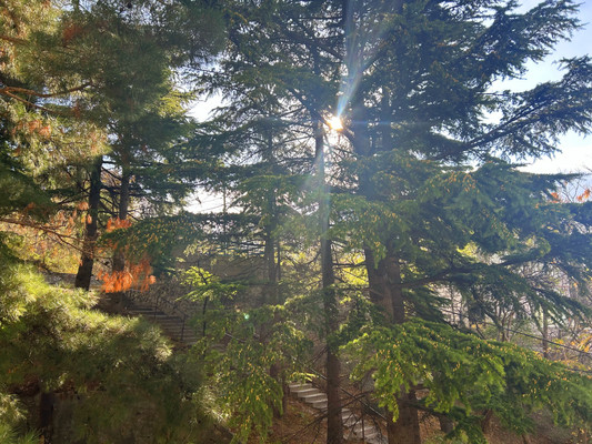 Продам двухкомнатную (2-комн.) квартиру, Мухина ул, 20, Ялта г