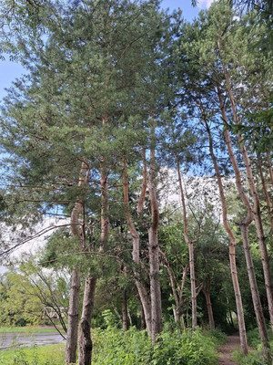 Продам дом, Сокольники ул, 8/1, Николо-Урюпино с, 0 км от города