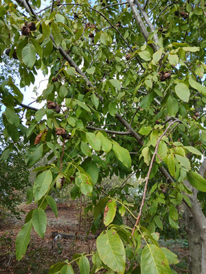 Продам дом, Коммунистическая ул, 20, Тихорецк г, 0 км от города