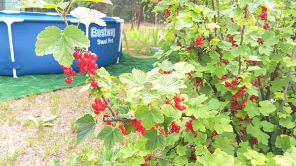 Продам дачу, Роз б-р, Волгодонск г, 0 км от города