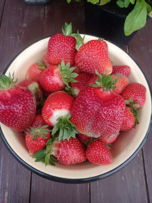 Продам дачу, Роз б-р, Волгодонск г, 0 км от города