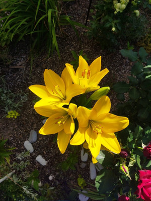 Продам дачу, Роз б-р, Волгодонск г, 0 км от города