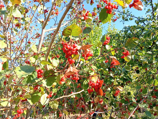 Продам дачу, Роз б-р, Волгодонск г, 0 км от города