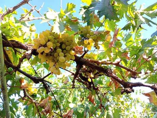 Продам дачу, Роз б-р, Волгодонск г, 0 км от города