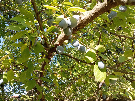 Продам дачу, Роз б-р, Волгодонск г, 0 км от города