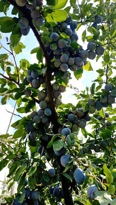 Продам дачу, Роз б-р, Волгодонск г, 0 км от города