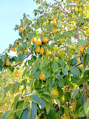Продам дачу, Роз б-р, Волгодонск г, 0 км от города