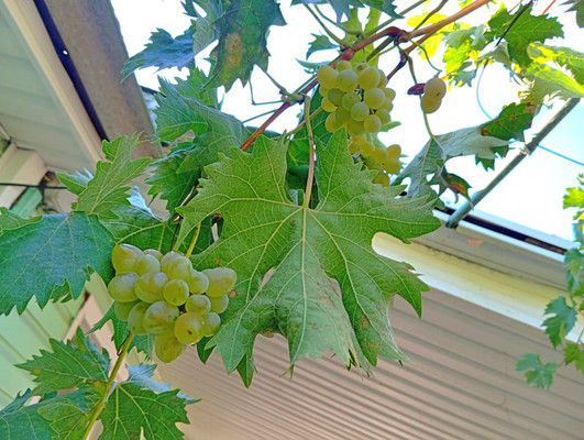 Продам дачу, Роз б-р, Волгодонск г, 0 км от города