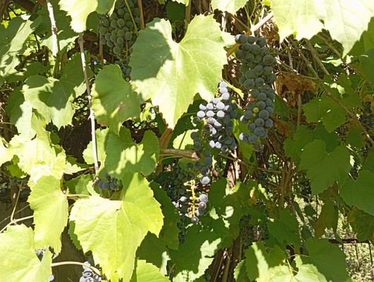 Продам дачу, Роз б-р, Волгодонск г, 0 км от города