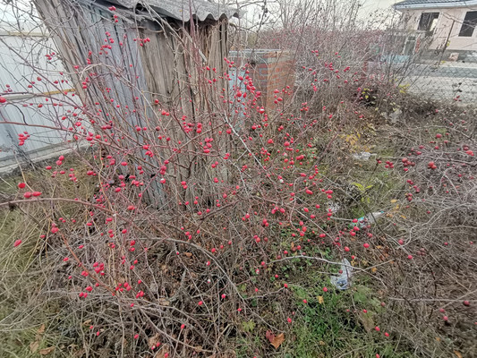 Продам участок 5,95 соток, Фермерское хоз., Зодчий снт, Ростов-на-Дону г, 0 км от города