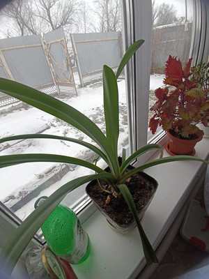 Продам дом, Центральная ул, 82а, Лебяжье с, 0 км от города