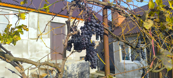 Продам дом, Советская ул, 2а, Молдаванское с, 0 км от города