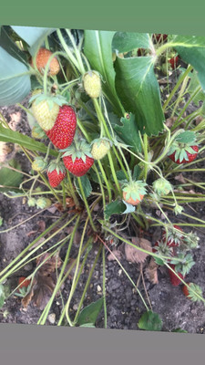 Продам дом, Подольская ул, 14, Северово д, 0 км от города