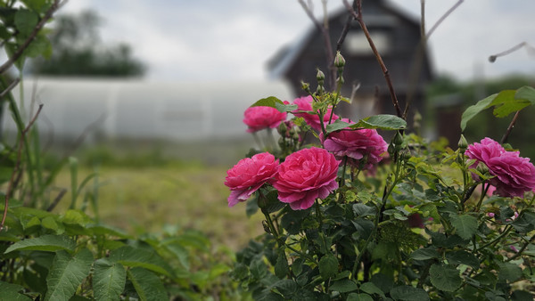 Продам участок 8 соток, ИЖС, Речная ул, 3кА, Былово с, 0 км от города