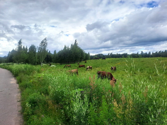 Продам дом, Центральная ул, Новая Середка д, 0 км от города