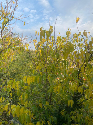 Продам однокомнатную (1-комн.) квартиру, Калужская (Центральный р-н) ул, 28к2, Сочи г