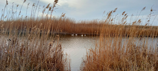 Продам землю для коммерческого использования 100 соток, Фермерское хоз., Благовещенская ст-ца