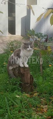 Продам однокомнатную (1-комн.) квартиру, Расшеватская ул, 89, Темижбекская ст-ца