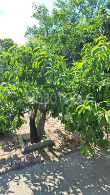 Продам дом, Ленина ул, 253, Кропоткин г, 0 км от города