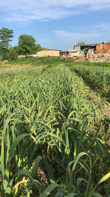 Продам дом, Мичурина ул, Сарский х, 0 км от города