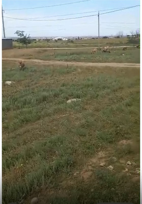 Продам участок 4 соток, ИЖС, Ленинкент с, 0 км от города