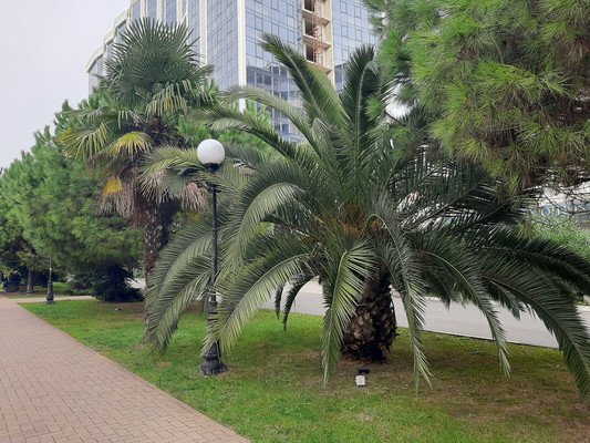 Продам двухкомнатную (2-комн.) квартиру, Волжская (Центральный р-н) ул, 16, Сочи г