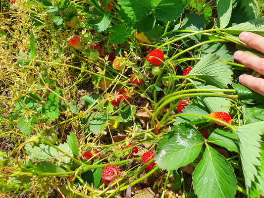 Продам дом, Пролетарская ул, 67/1, Новый п, 0 км от города